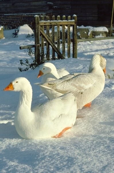 Domestic Geese - in snow