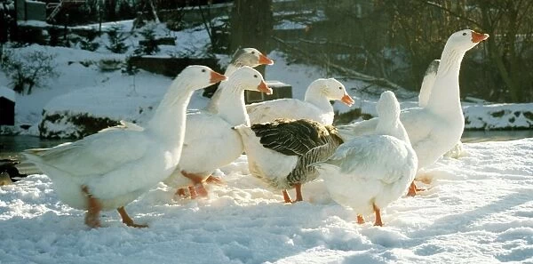 Domestic Geese - in snow