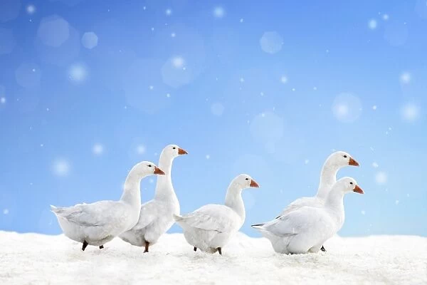 Domestic Geese - in snow Digital Manipulation: falling snow, ground snow (ME) & sky