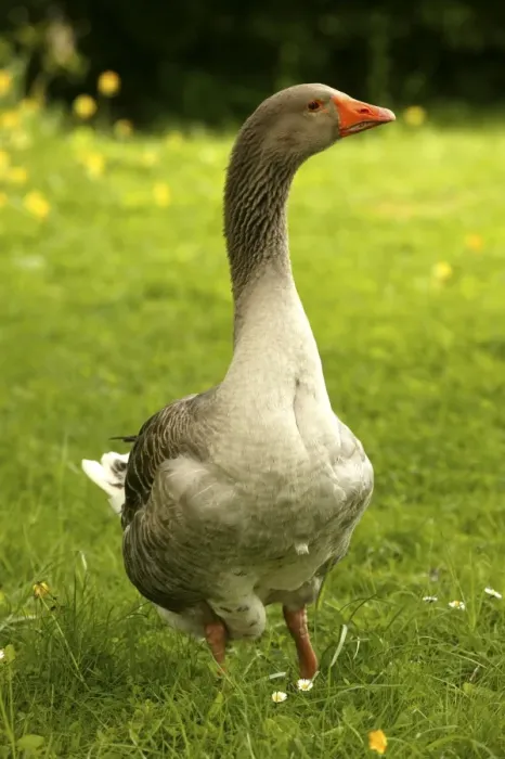Framed Print : Domestic Goose “Goose of Toulouse” In garden Framed Print : Domestic Goose “Goose of Toulouse” In garden