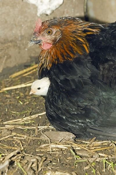 Domestic Hen - brooding chick under feathers - in hen shed - Lower Saxony - Germany