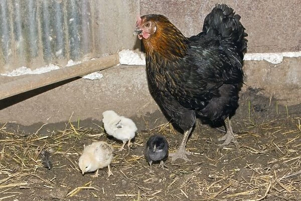 Domestic Hen - with three chicks in hen shed - Lower Saxony - Germany