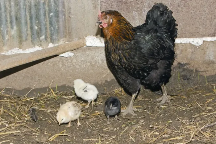 Framed Print : Domestic Hen - with three chicks in hen shed - Lower Saxony - Germany Framed Print : Domestic Hen - with three chicks in hen shed - Lower Saxony - Germany