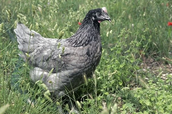 Domestic livestock - Chicken