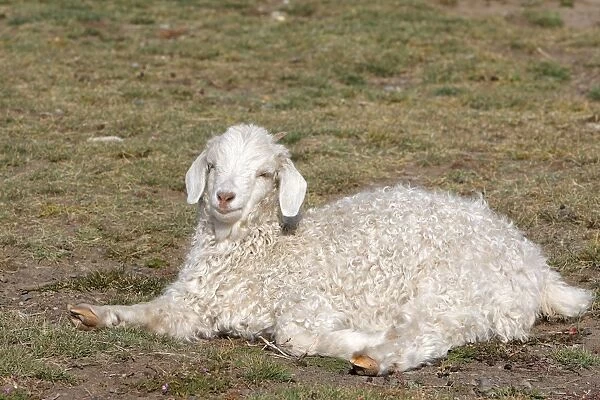 Domestic Merino Sheep. Magallanes Peninsula - Patagonia - Argentina