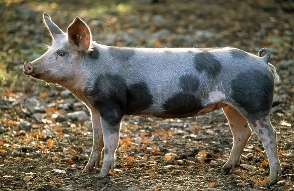 Domestic Pig - Bentheimer - German breed