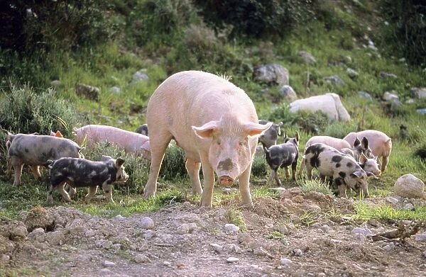 Domestic Pig - sow with piglets, free-range husbandry