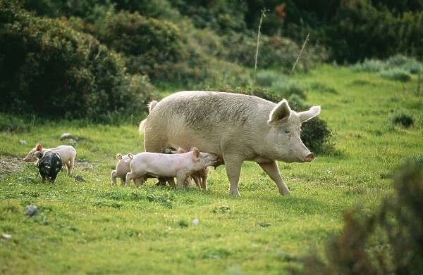 Domestic Pig USH 605 Sow with piglets, free-range husbandry. © Duncan Usher  /  ardea. com