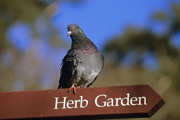 Domestic Pigeon - Perched on sign post - in Royal Botanic Gardens, Sydney, New South Wales, Australia, Eurasia, introduced World Wide JPF50198