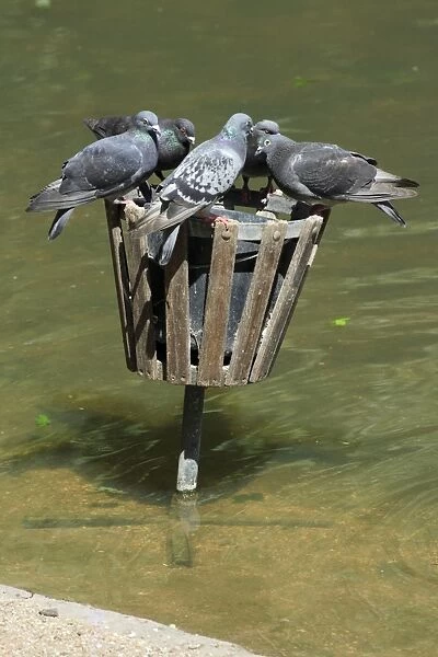 Domestic Pigeons - at wildfowl feeding bin in zoo, Dortmund, Germany