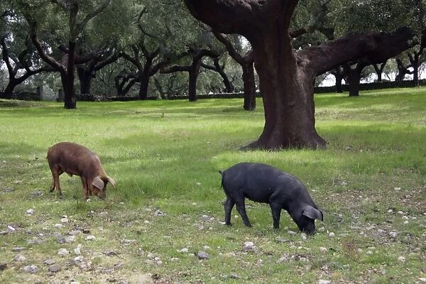 Domestic Pigs - feeding on acorns, Extremadura, Spain