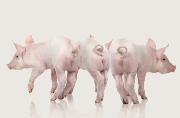 Framed Print : Domestic Pigs - three in studio Framed Print : Domestic Pigs - three in studio