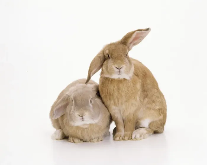 Framed Print : Domestic Rabbit Framed Print : Domestic Rabbit