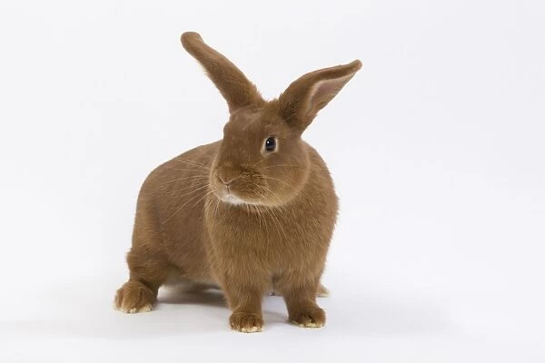 Domestic Rabbit - Fauve de Bourgogne in studio
