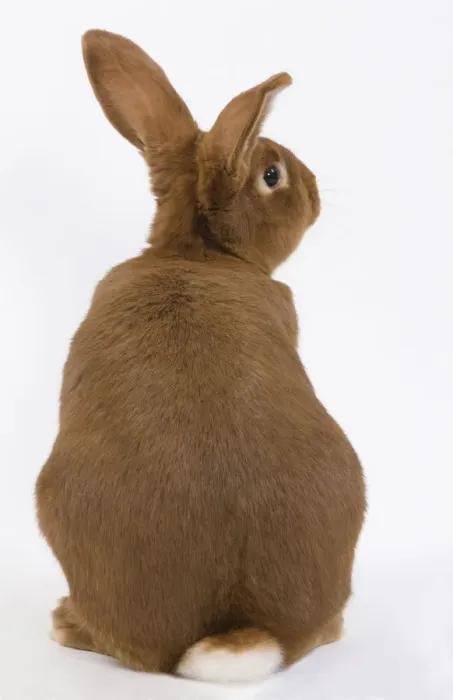 Framed Print : Domestic Rabbit - Fauve de Bourgogne in studio Framed Print : Domestic Rabbit - Fauve de Bourgogne in studio