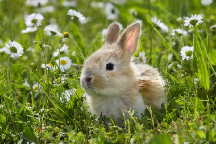 Framed Print : Domestic Rabbit - outside amongst daisies Framed Print : Domestic Rabbit - outside amongst daisies