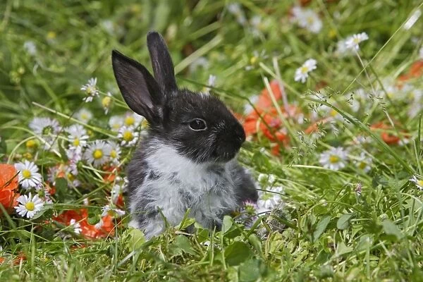 Domestic Rabbit - outside amongst flowers