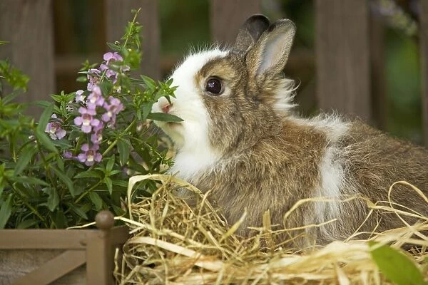 Domestic Rabbit -sniffing flowers