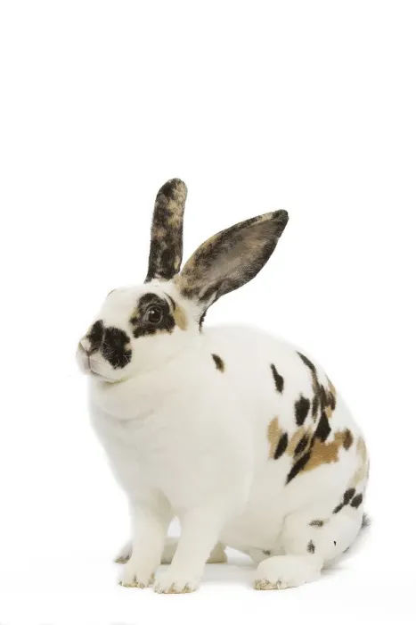 Framed Print : Domestic Rabbit - in studio Framed Print : Domestic Rabbit - in studio