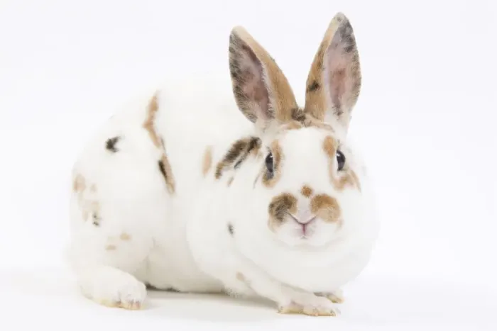 Framed Print : Domestic Rabbit - in studio Framed Print : Domestic Rabbit - in studio