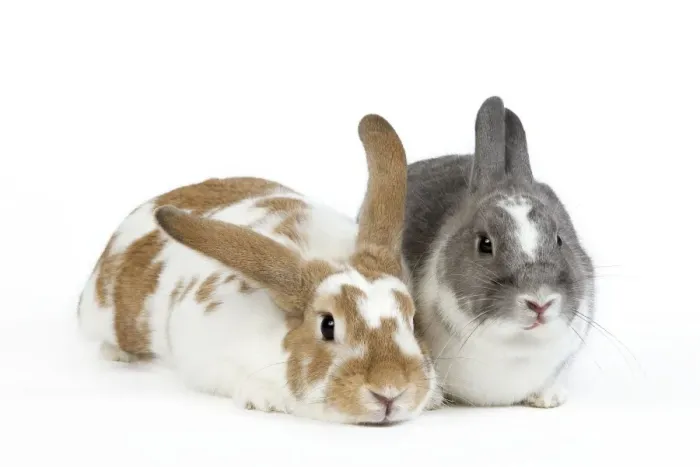 Framed Print : Domestic Rabbit - two in studio Framed Print : Domestic Rabbit - two in studio