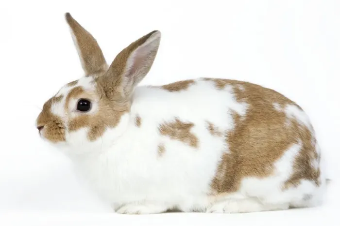 Framed Print : Domestic Rabbit - in studio Framed Print : Domestic Rabbit - in studio
