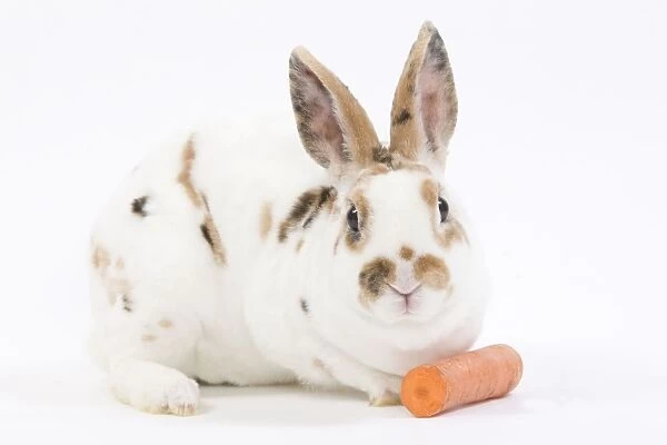 Domestic Rabbit - in studio with carrot