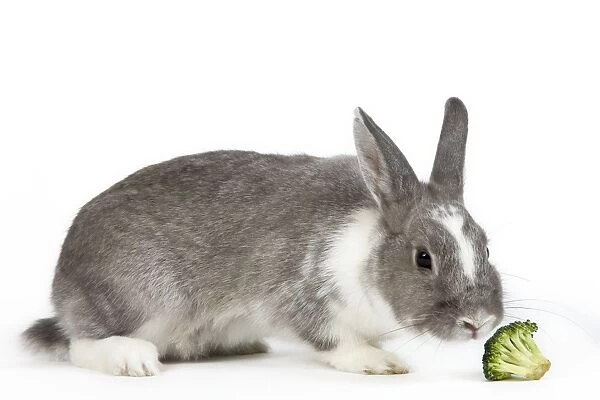 Domestic Rabbit - in studio sniffing brocoli