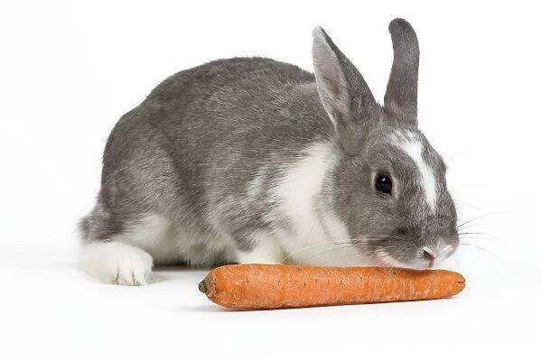 Domestic Rabbit - in studio sniffing  /  eating carrot