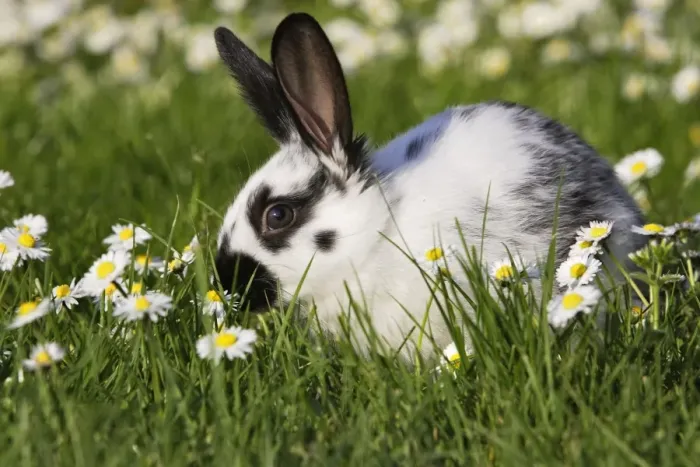 Framed Print : Domestic Rabbit - young in daisies