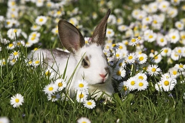 Domestic Rabbit - young in daisies