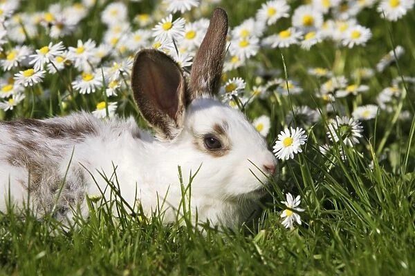Domestic Rabbit - young in the daisies
