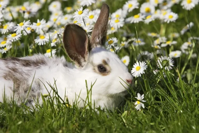 Framed Print : Domestic Rabbit - young in the daisies Framed Print : Domestic Rabbit - young in the daisies