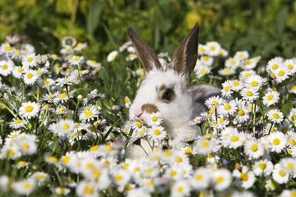 Domestic Rabbit - young in daisies Alsace France