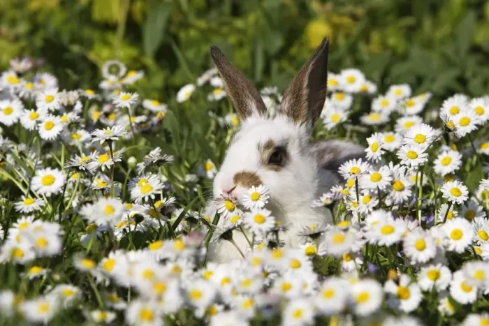 Framed Print : Domestic Rabbit - young in daisies Alsace France Framed Print : Domestic Rabbit - young in daisies Alsace France