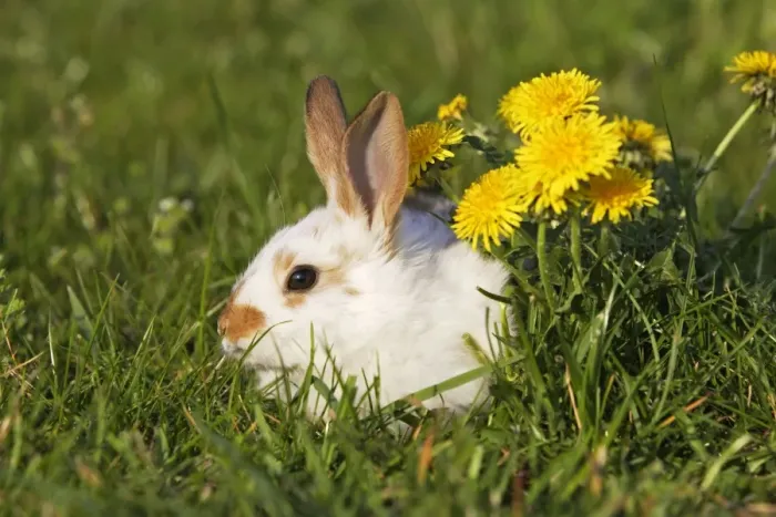 Framed Print : Domestic Rabbit - young with dandelion Framed Print : Domestic Rabbit - young with dandelion