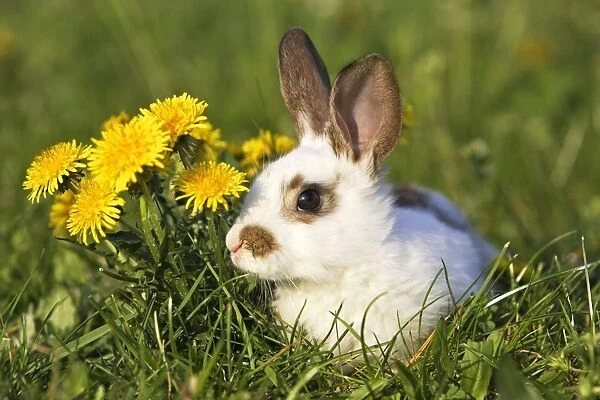 Domestic Rabbit - young with dandelions Alsace France