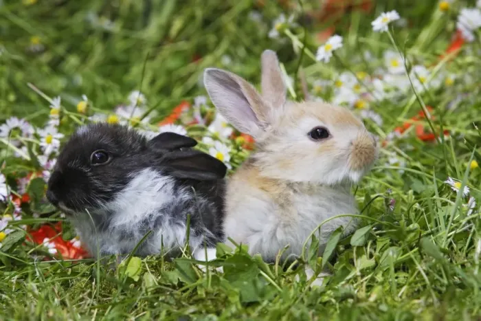 Framed Print : Domestic Rabbits - outside amongst flowers Framed Print : Domestic Rabbits - outside amongst flowers