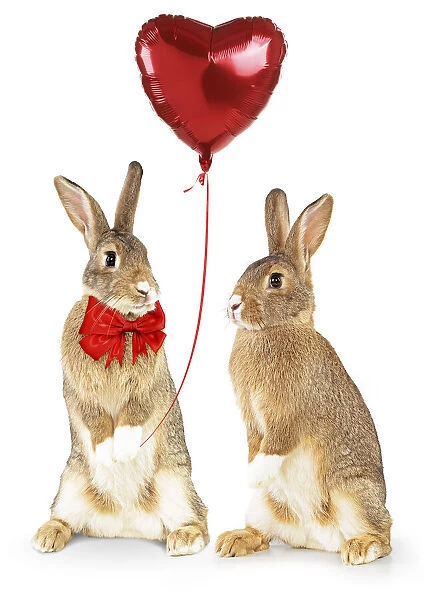 Domestic Rabbits standing up holding heart shaped balloon
