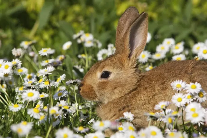 Framed Print : Domestic Rabbits - young in daisies Framed Print : Domestic Rabbits - young in daisies