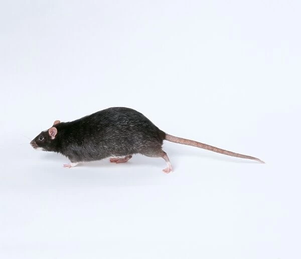 Domestic Silvered Black Rat JD 15638 © John Daniels ARDEA LONDON