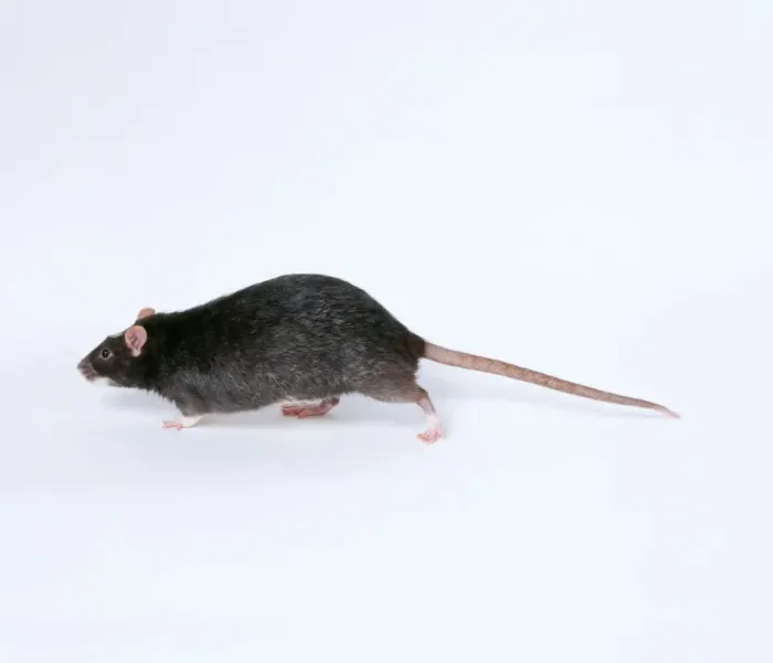 Framed Print : Domestic Silvered Black Rat JD 15638 © John Daniels ARDEA LONDON Framed Print : Domestic Silvered Black Rat JD 15638 © John Daniels ARDEA LONDON