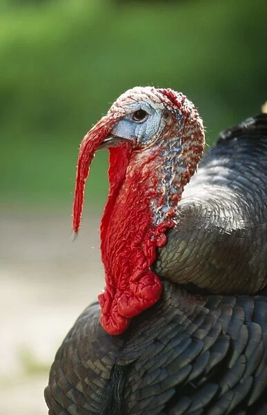 Domestic Turkey