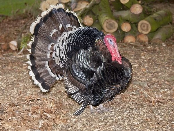 Domestic Turkey displaying tail fan - Cotswold Farm Park Temple Guiting Glos UK