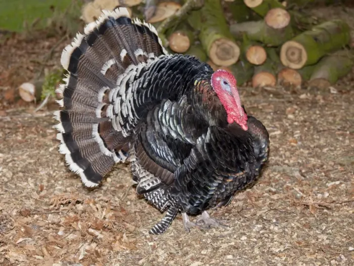 Framed Print : Domestic Turkey displaying tail fan - Cotswold Farm Park Temple Guiting Glos UK Framed Print : Domestic Turkey displaying tail fan - Cotswold Farm Park Temple Guiting Glos UK