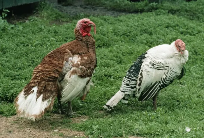 Framed Print : Domestic Turkeys - Bourbon Red (left) & Royal Palm, both male Framed Print : Domestic Turkeys - Bourbon Red (left) & Royal Palm, both male
