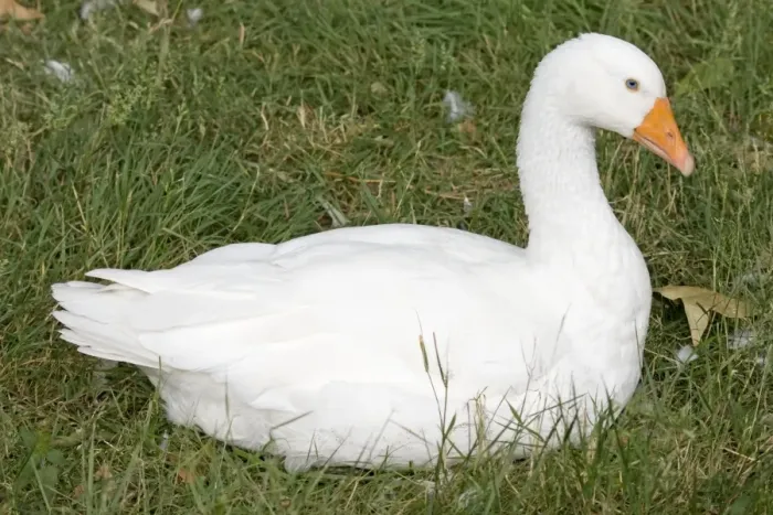 Framed Print : Domestic White Goose - UK Framed Print : Domestic White Goose - UK