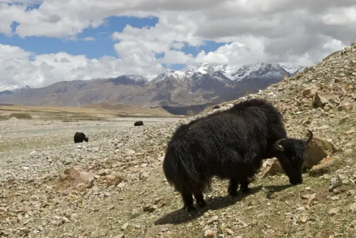 Framed Print : Domestic Yak - High Plateau Tibet China Framed Print : Domestic Yak - High Plateau Tibet China