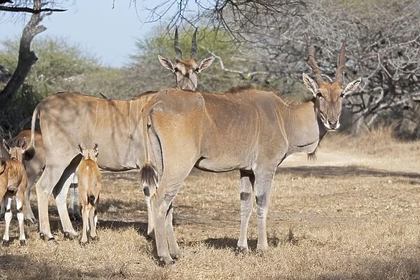 Domesticated Eland - Nguuni Nature Reserve Mombasa Kenya
