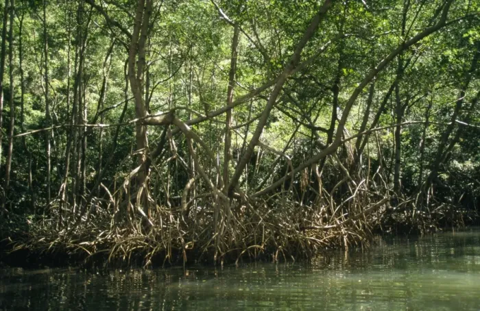 Framed Print : Dominican Republic - mangrove Los Haitises National Park, Dominican Republic (Hispaniola) Framed Print : Dominican Republic - mangrove Los Haitises National Park, Dominican Republic (Hispaniola)